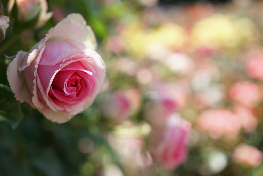 薔薇の花園