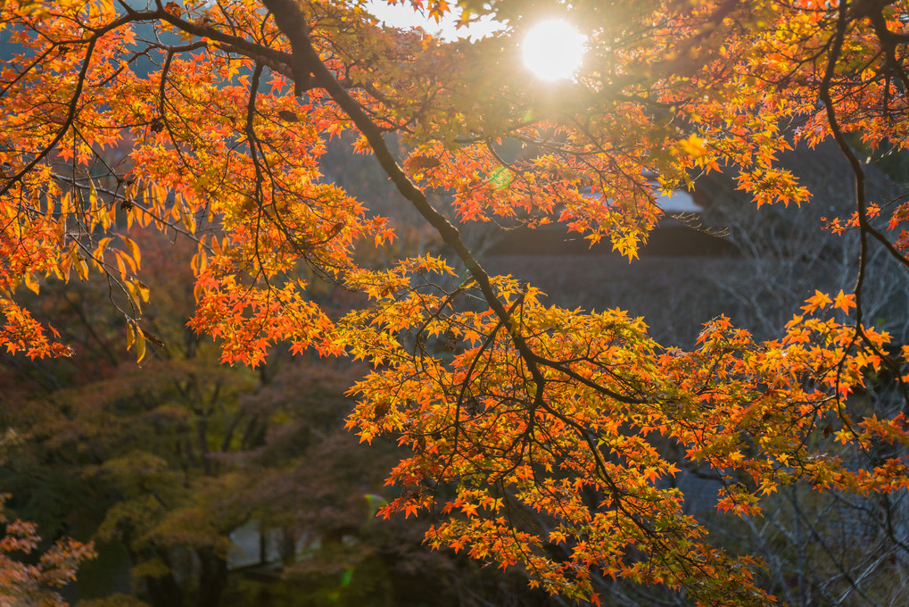 秋の夕日に～照る山、紅葉　談山神社