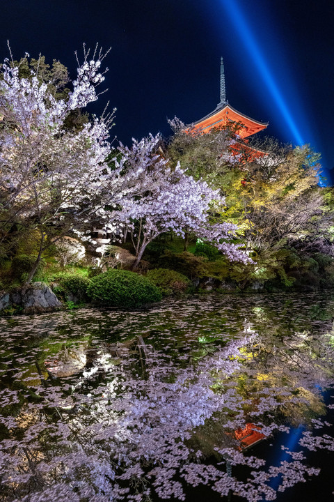 池に映る桜と三重塔