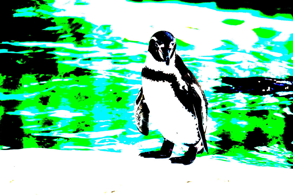 体験会　～動物園で動物を撮ろう＠天王寺動物園　ペンギン