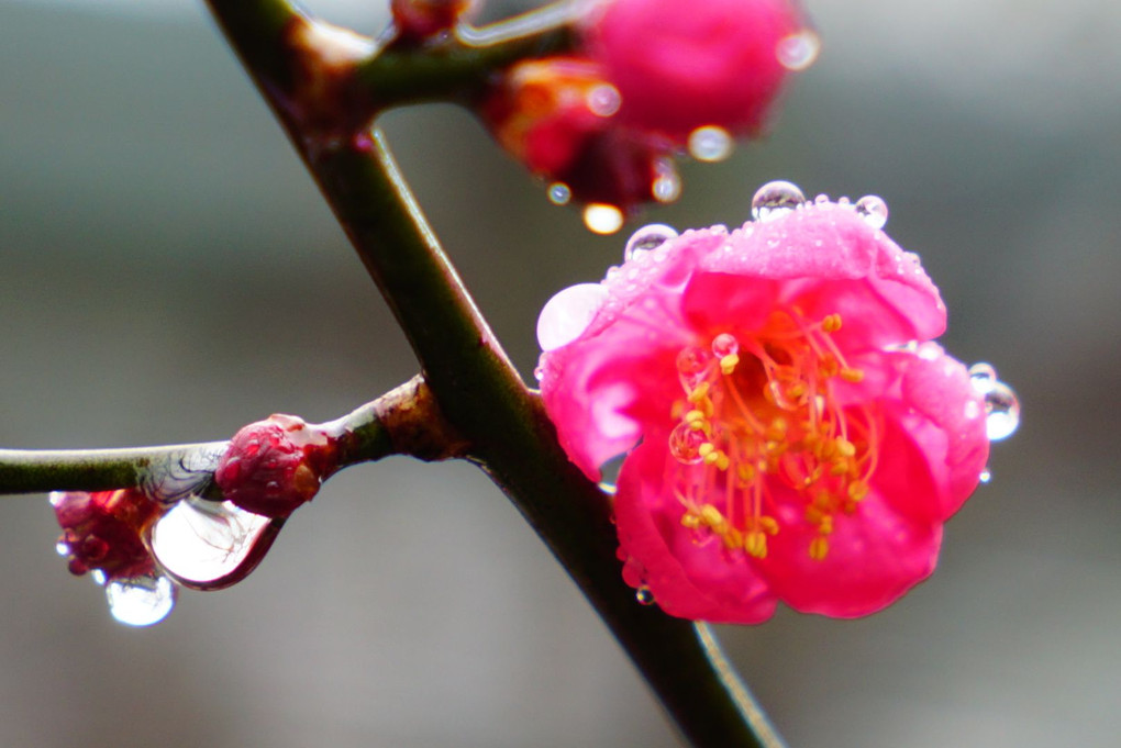 しっとりと雨の梅の花
