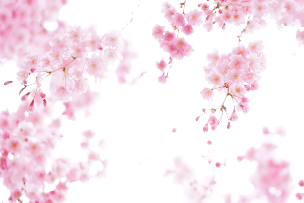 桜星雲