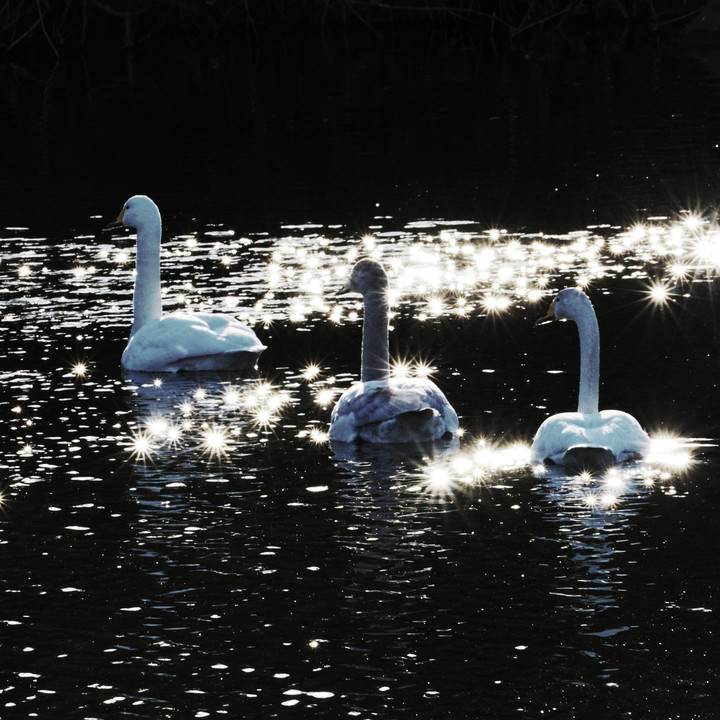 Swans In Square (Part.4)