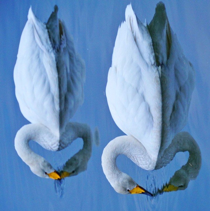 Swans In Square (Part.3)