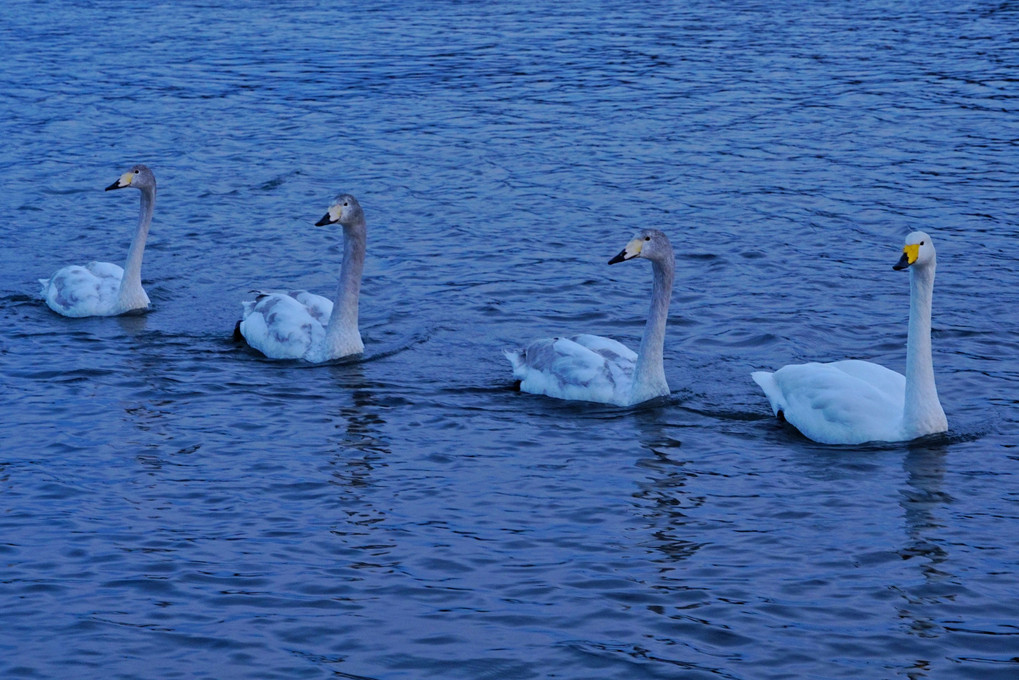 Composition Of Swans