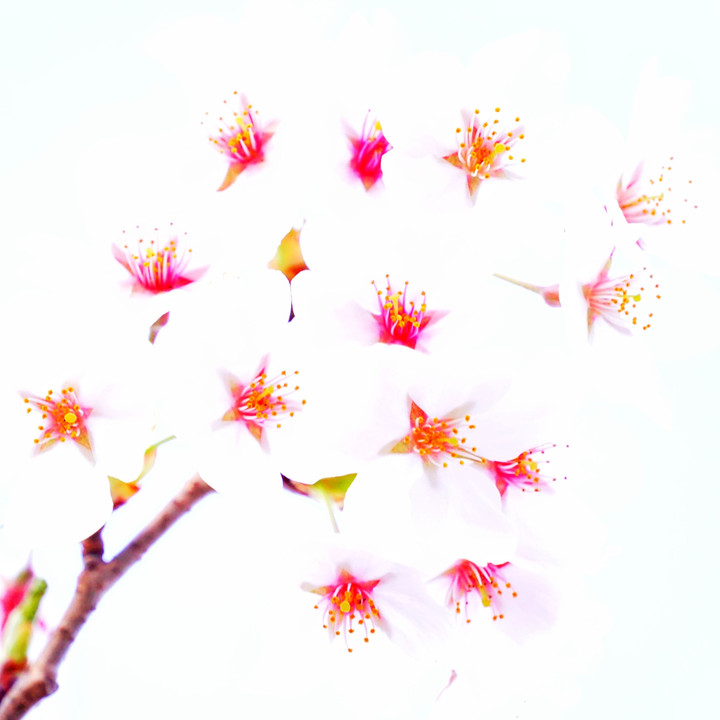 満開のトゥインクル（Twinkle Blossom In Full Bloom）