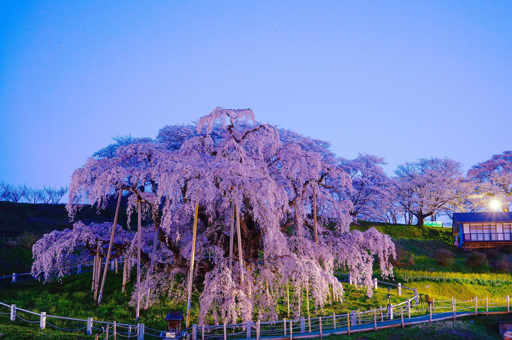 三春の滝桜---眠た～い