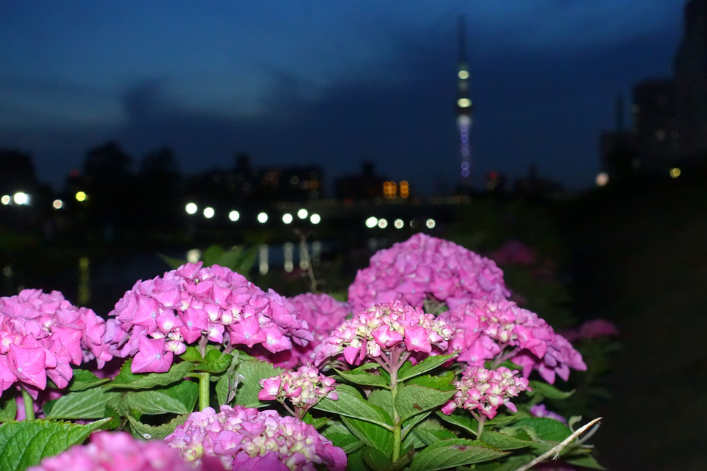 紫陽花（旧中川ふれあい橋）