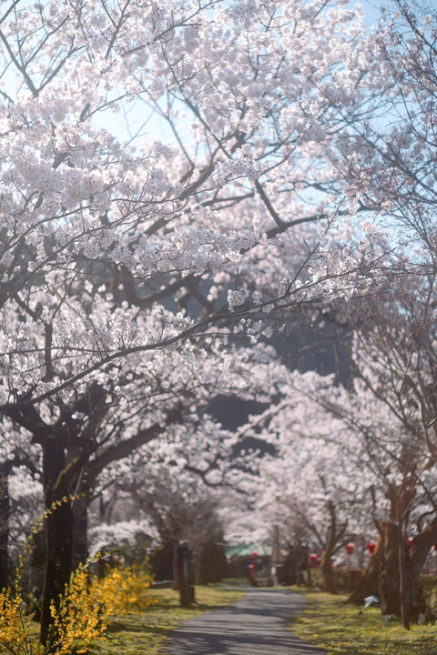 桜でスナップ　SUPER TAKUMAR 55mm