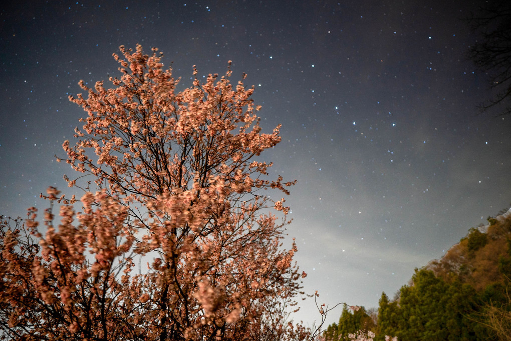 夜桜から始まる春