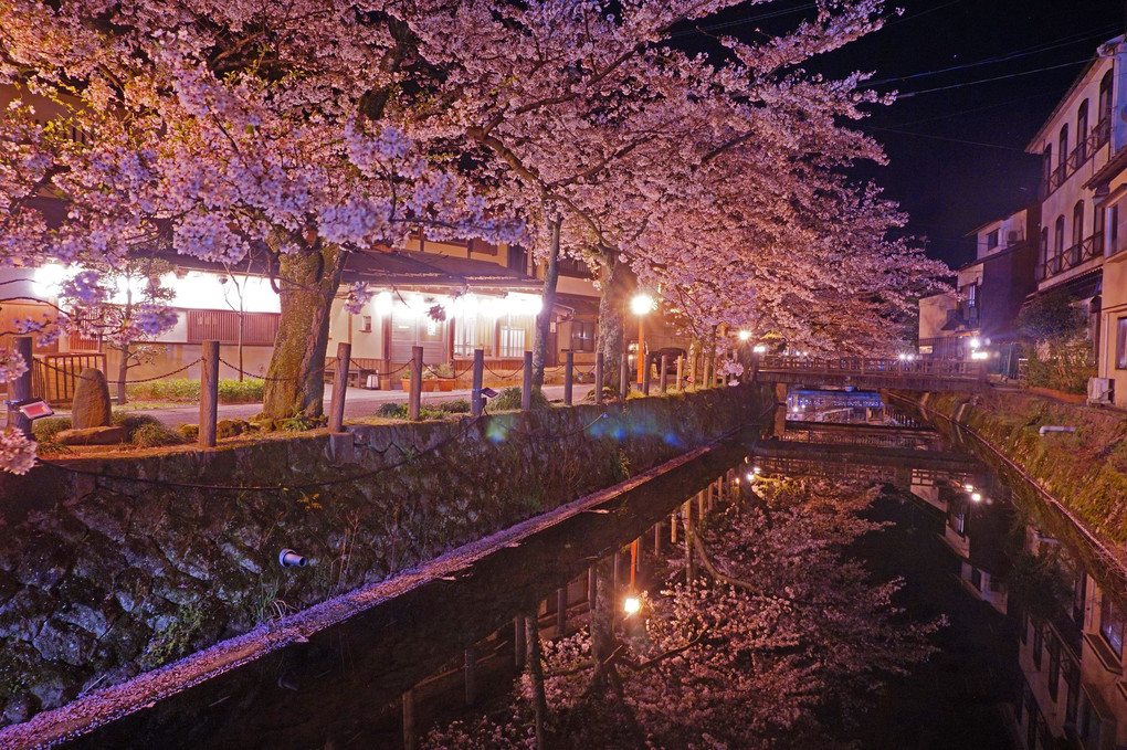 城崎温泉の夜桜