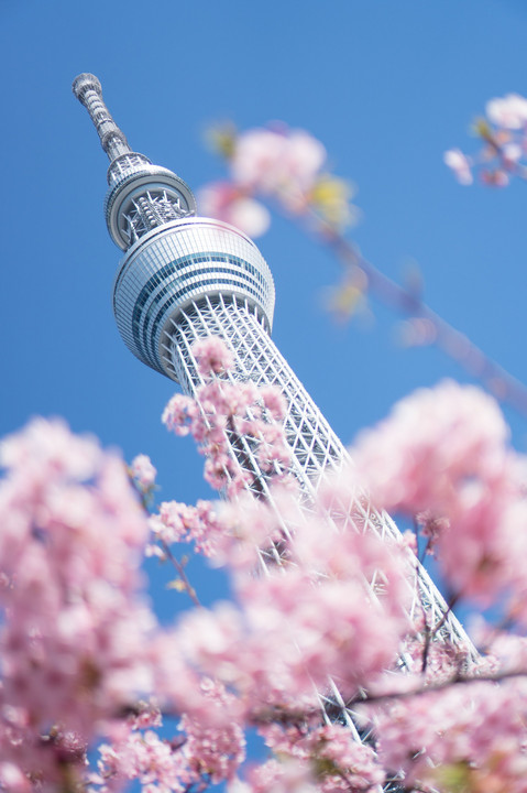東京スカイツリー With 河津桜 ごまさん Acafe Aの写真投稿サイト ソニー 東京スカイツリー With 河津桜 ごまさん Acafe Aの写真投稿サイト ソニー