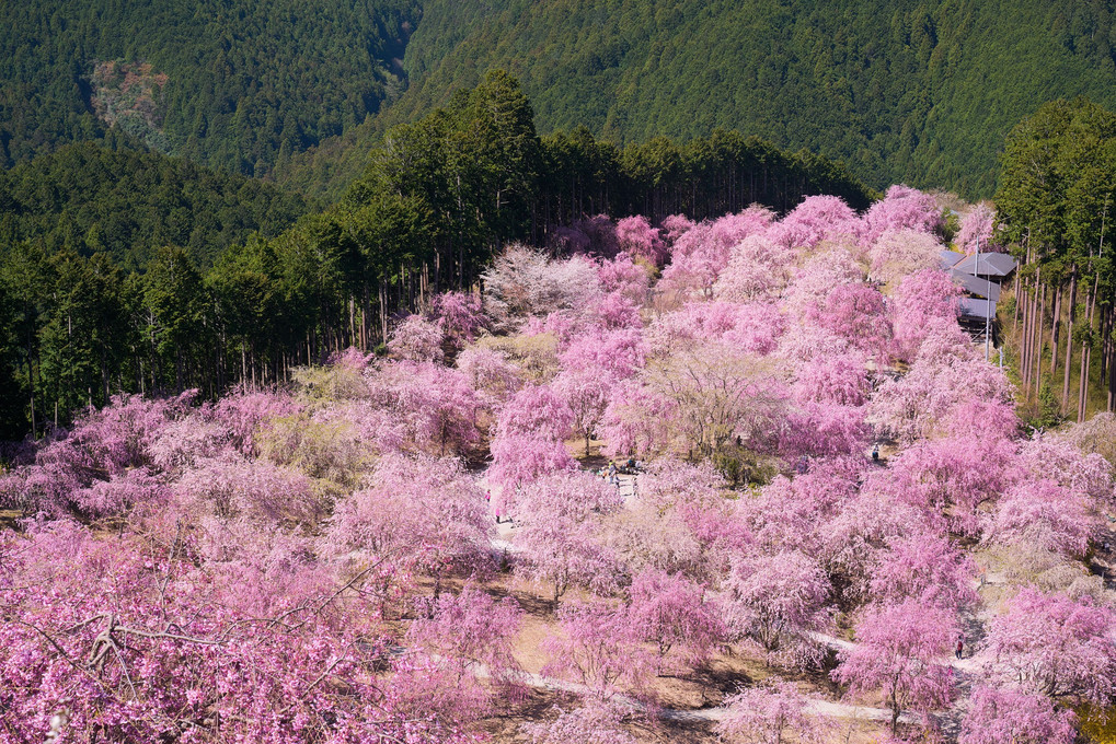 4月はやはり・・・桜でした。