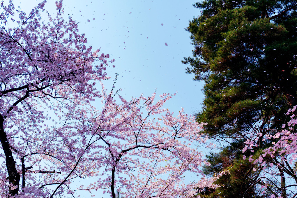 弘前城公園の桜2018