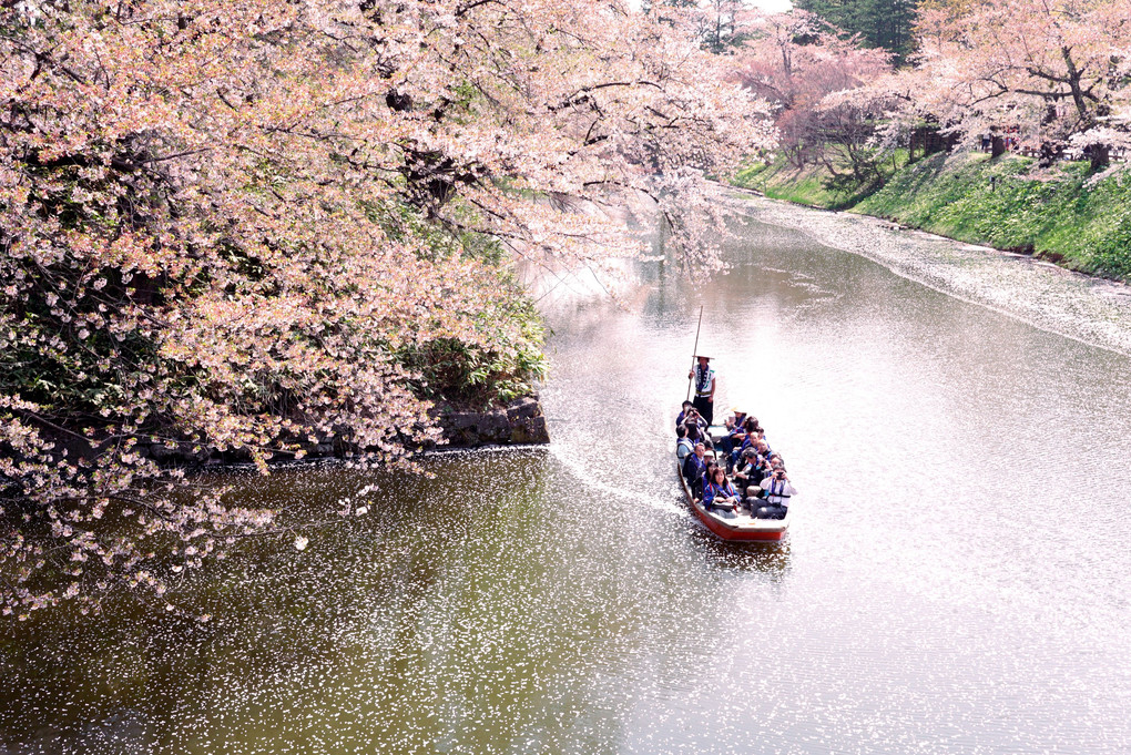 弘前城公園の桜2018