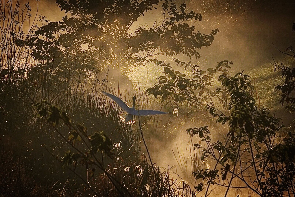 川霧の風景