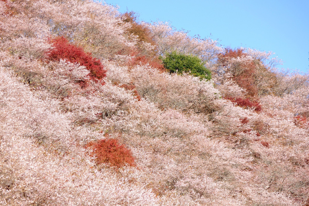 川見四季桜