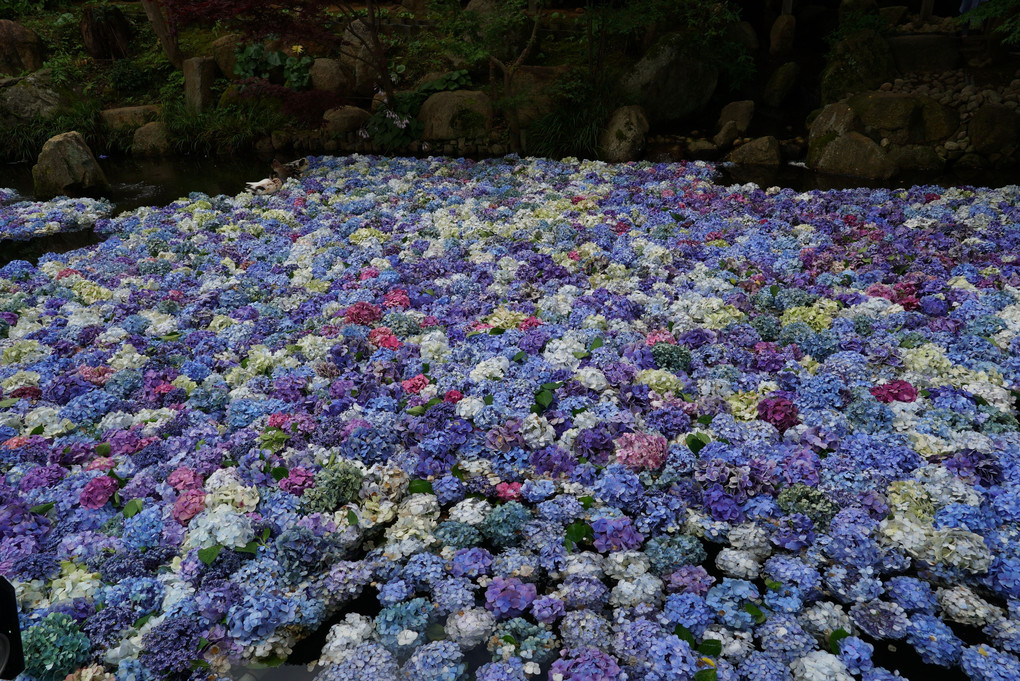 紫陽花の池ー雨引観音
