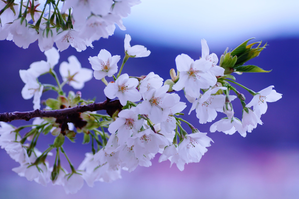 白い桜オオシマザクラ　