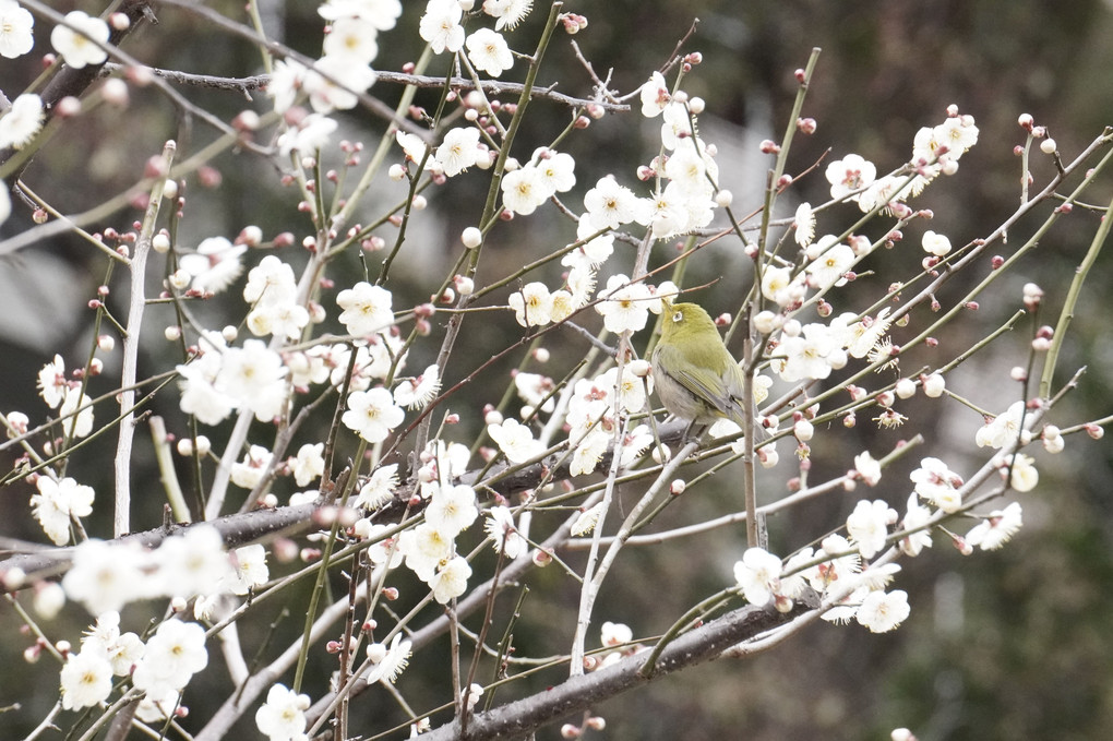 広島縮景園で出会った野鳥たち
