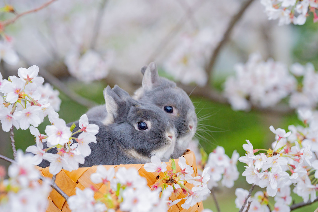 ウサギのお花見