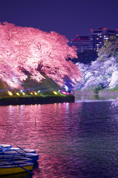 幻想的な夜桜 Redbeeさん Acafe Aの写真投稿サイト ソニー 幻想的な夜桜 Redbeeさん Acafe Aの写真投稿サイト ソニー