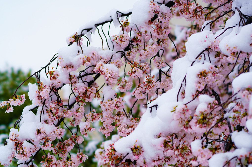 凍桜