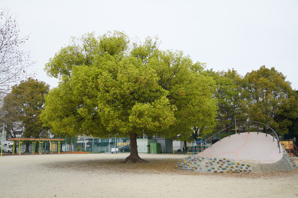 公園の大きな木と風景