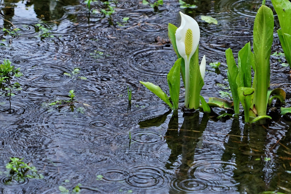 雨に咲く花～森の妖精水芭蕉