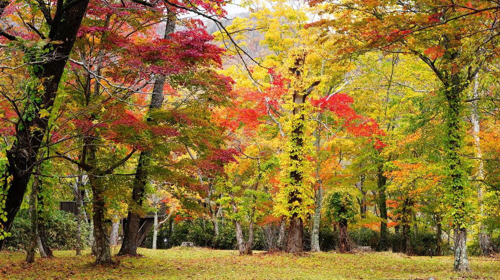 支笏湖と支笏湖の森の紅葉～１０月