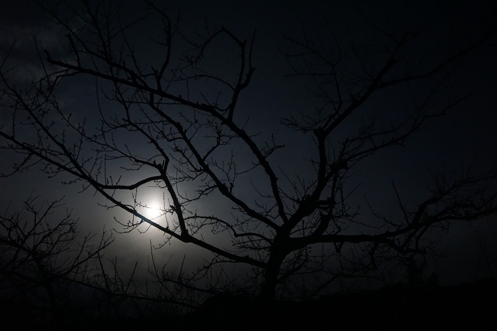 月夜の梅木