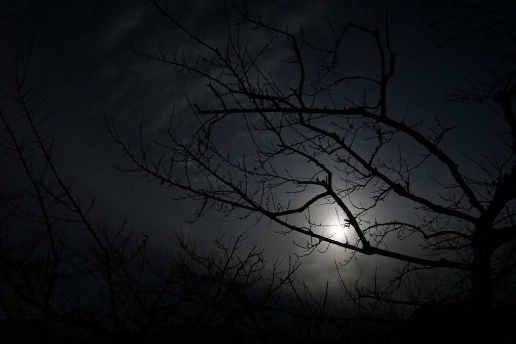 月夜の梅木