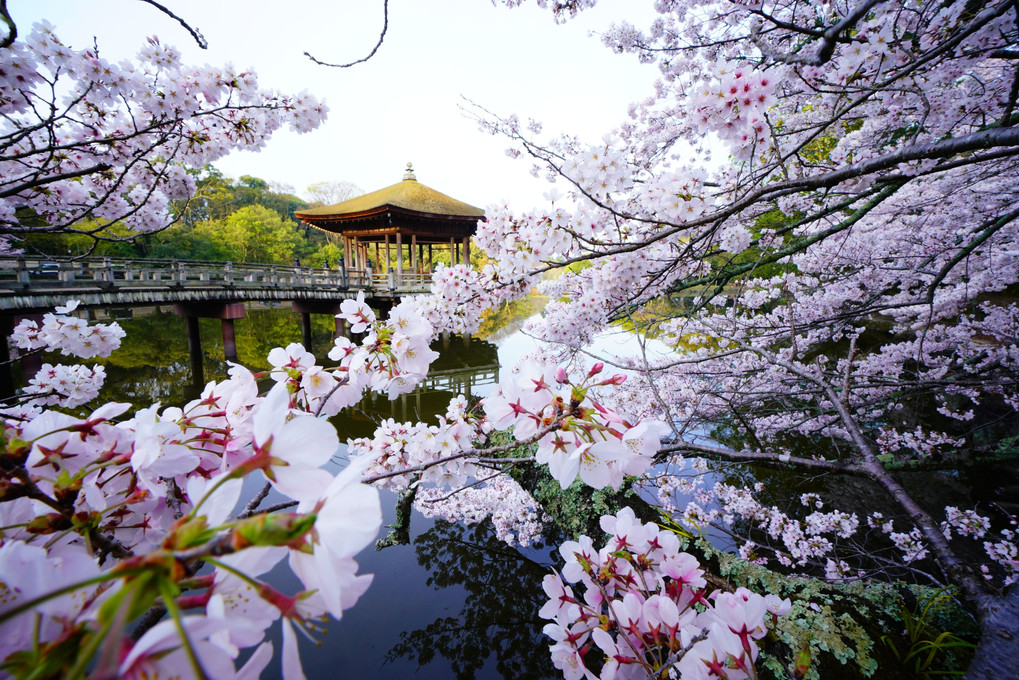 奈良の桜十景