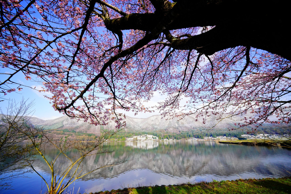 木崎湖の桜