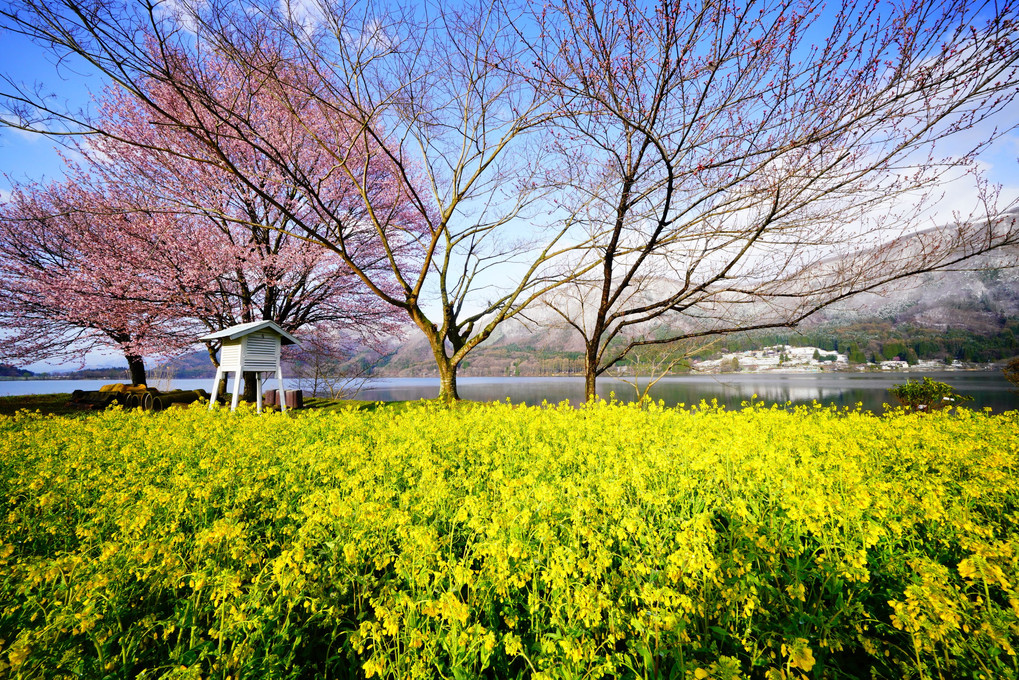 木崎湖の桜