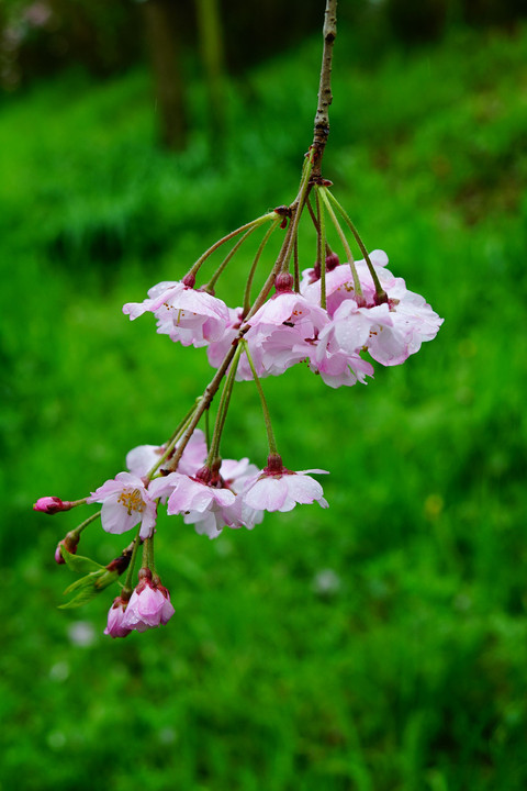 枝垂れ桜の濡れ慕情