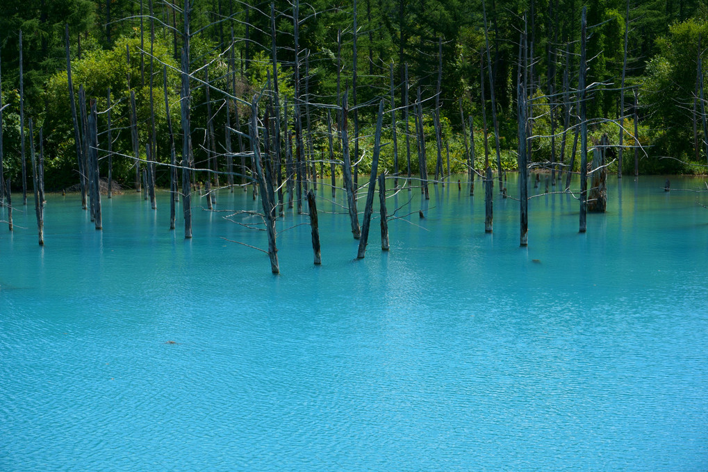 8月の青い池