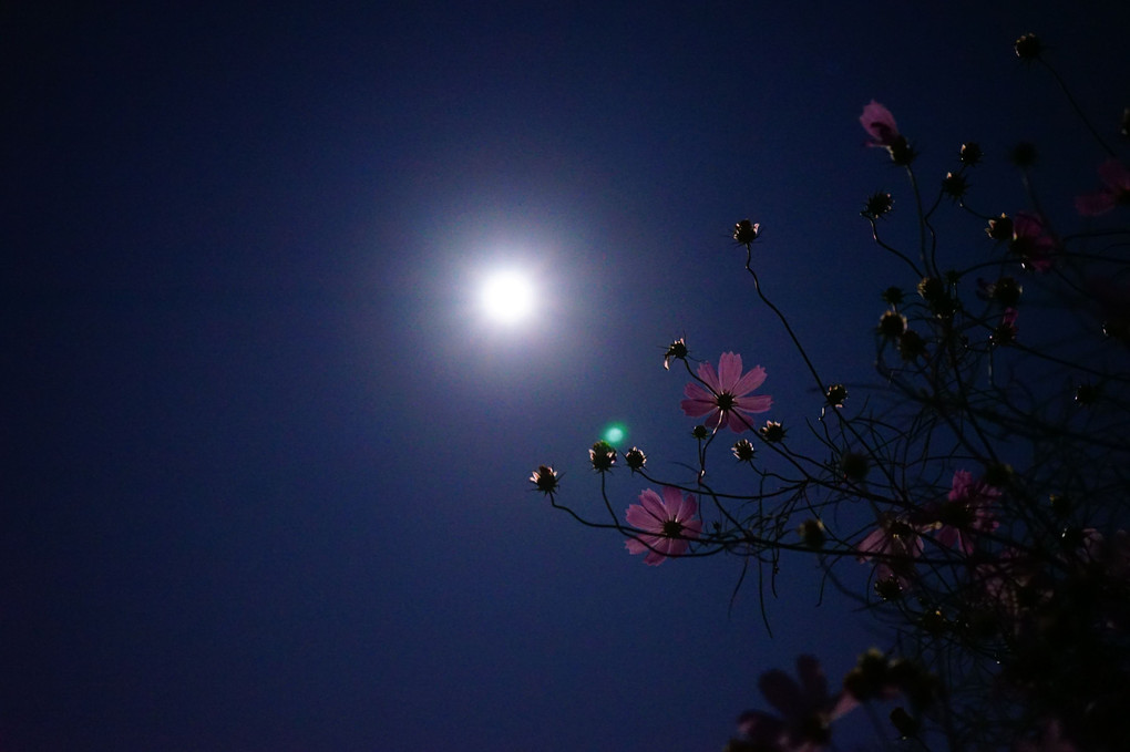 月と花