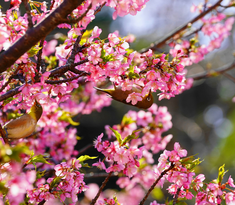 春の調べ、桜と小鳥の舞