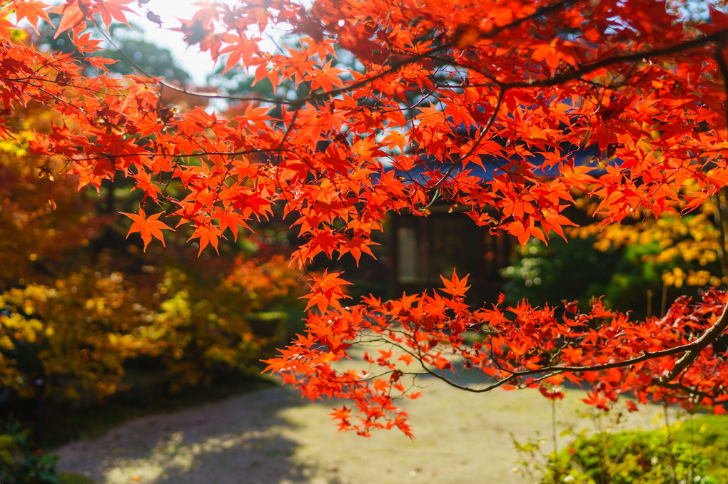 そうだ、京都にいこう＠南禅寺天授庵