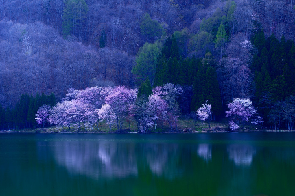 遅春の山桜