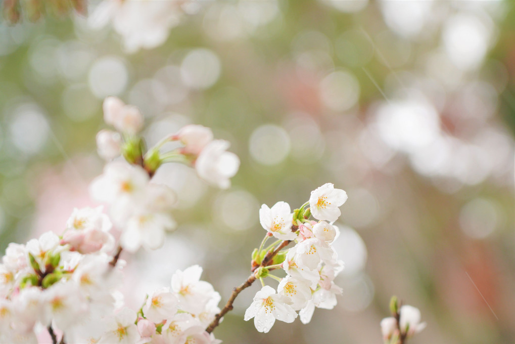 桜2109～醍醐の花見～