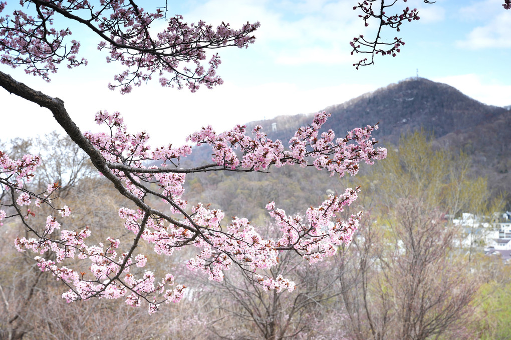 桜の季節の藻岩山