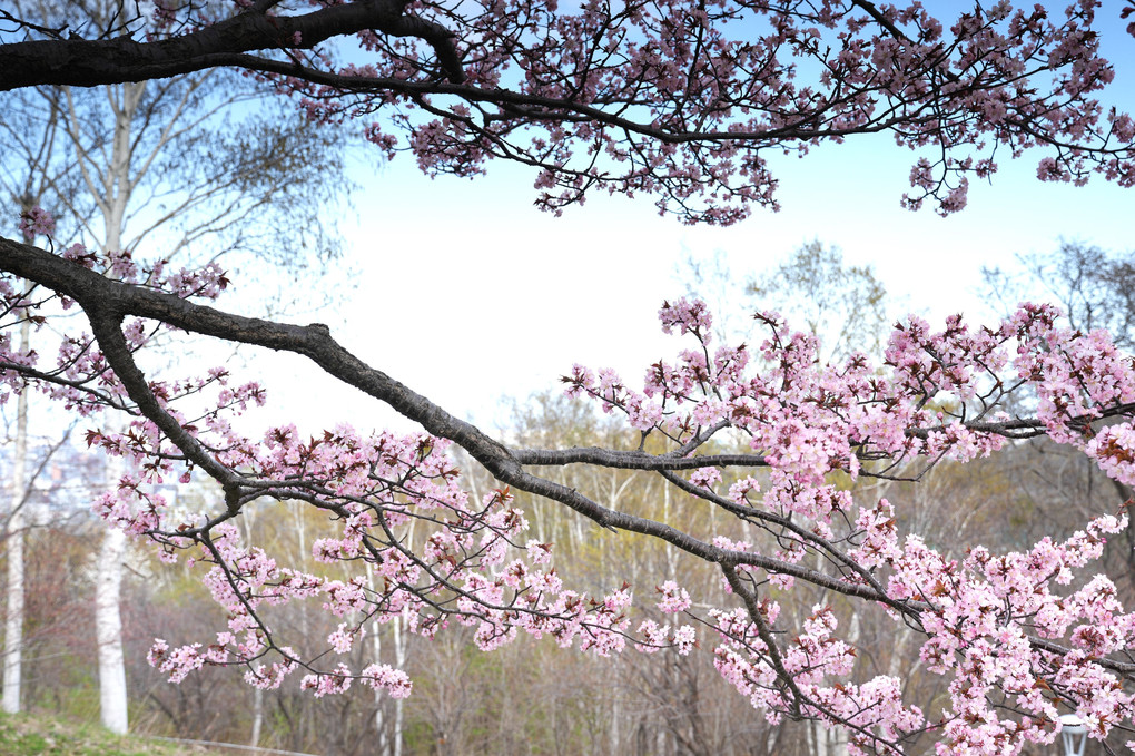 桜の季節の藻岩山