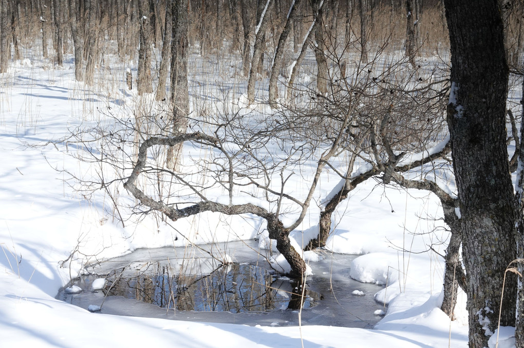 釧路湿原冬の造形