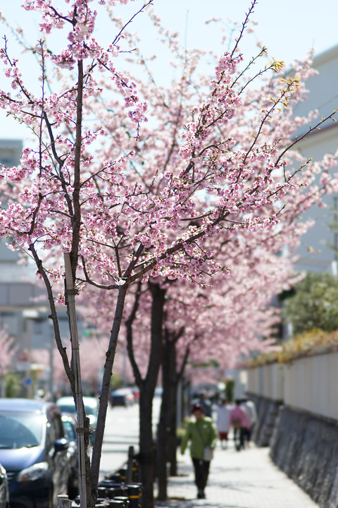 桜みちまつり