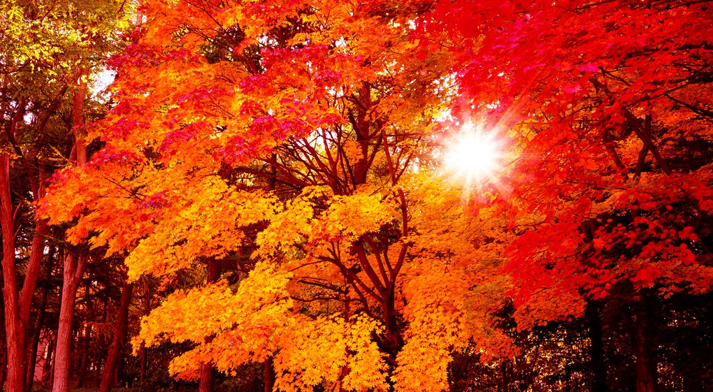 オレンジ色の秋