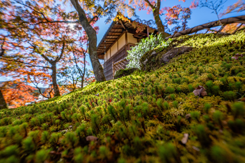 箱根神仙郷の苔庭