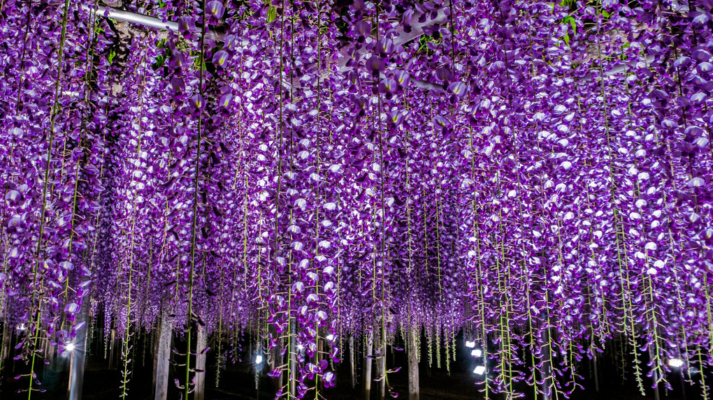 Wisteria flowers at night