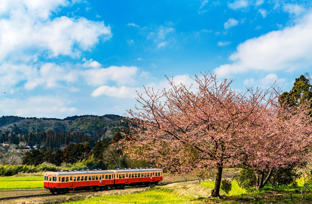 小湊鉄道と春の景色